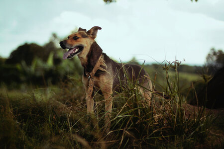 Dog Animal