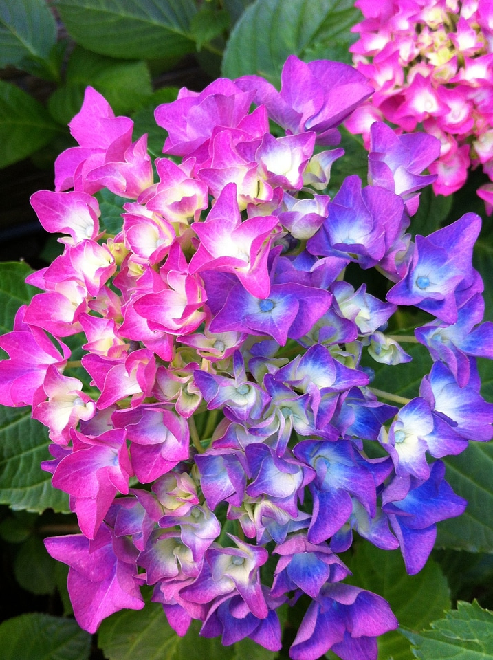 Garden plant 2 coloured flower pink