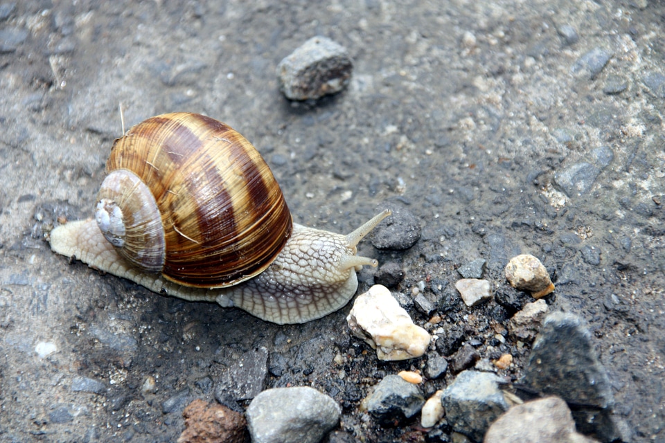 Mollusk crawl shell