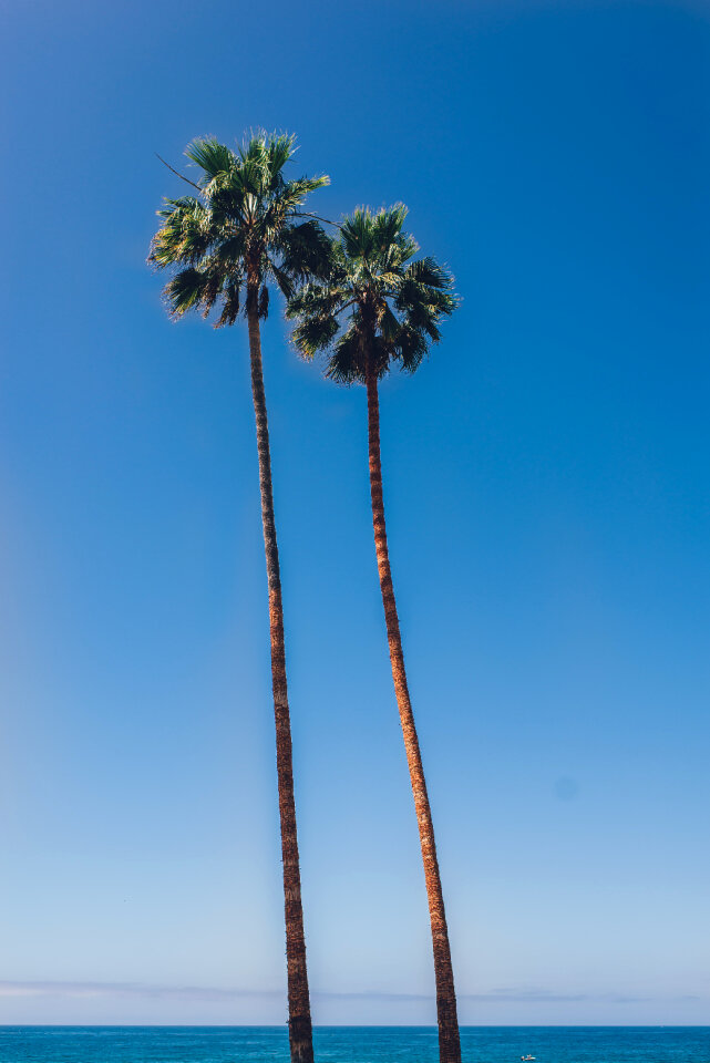 Nature Trees