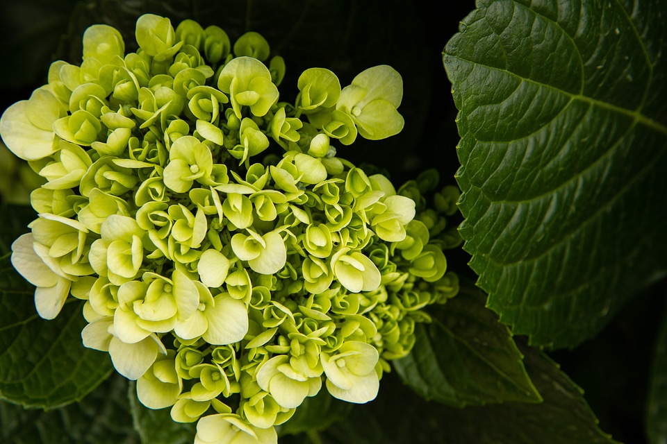 Plant natural blossom