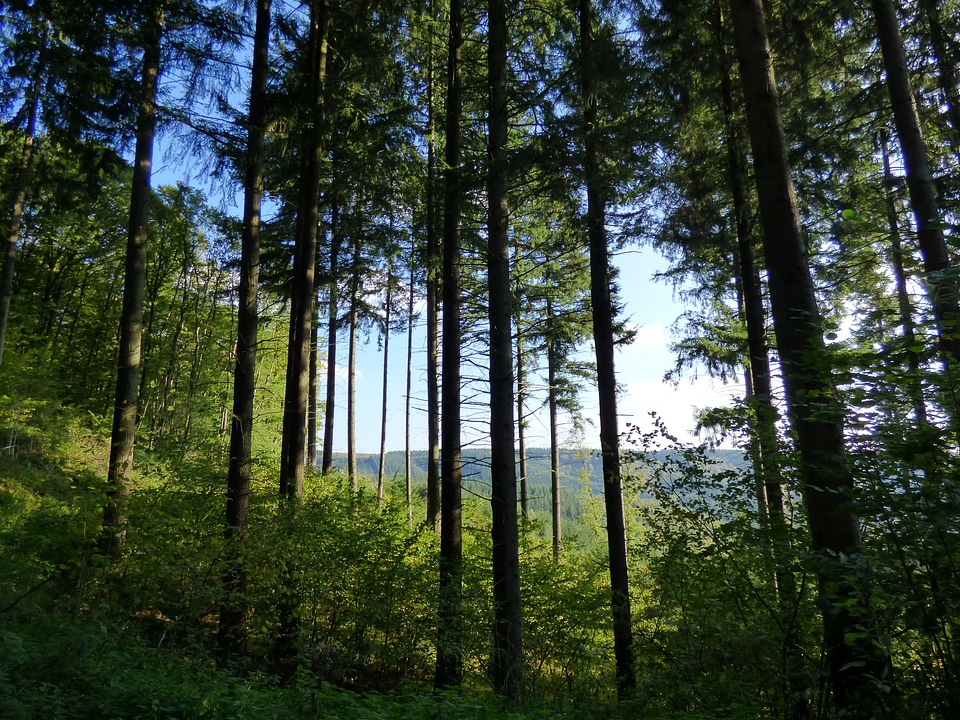 Trees nature luxembourg