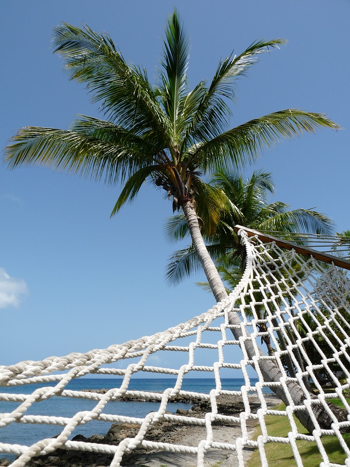 Coconut tree beach palm