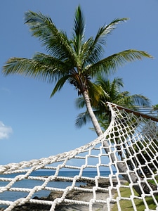 Coconut tree beach palm photo