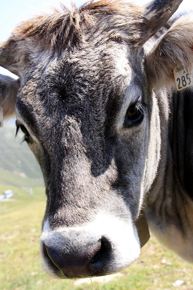 Cattle milk cow ruminant