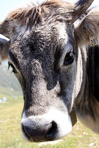 Cattle milk cow ruminant