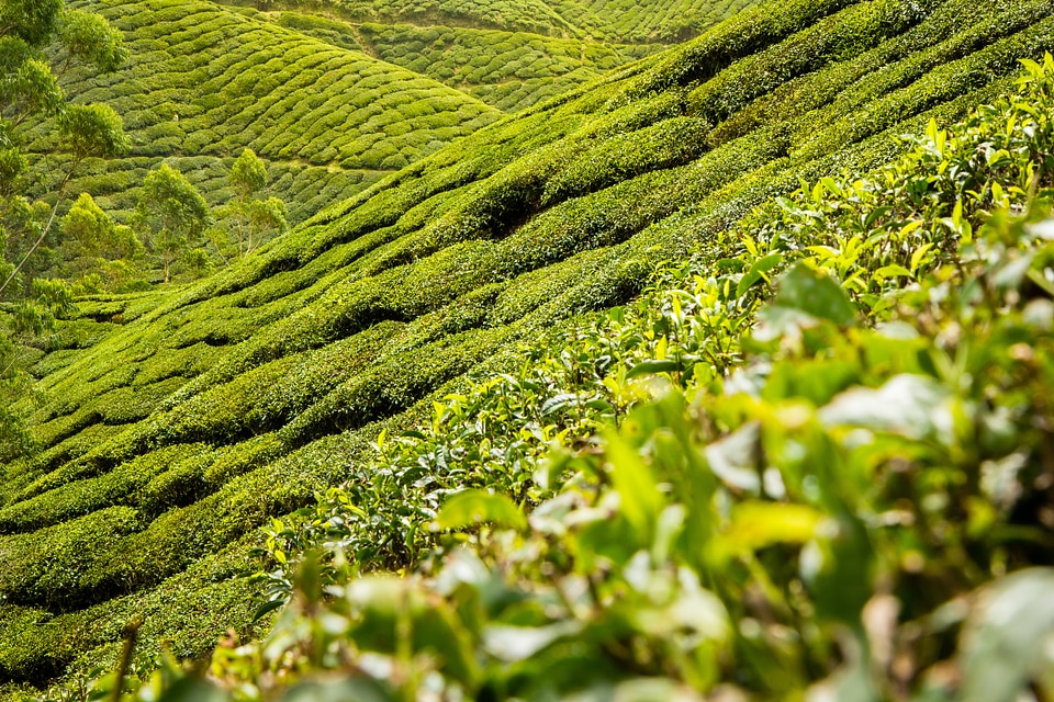 Hills landscape tea plantation