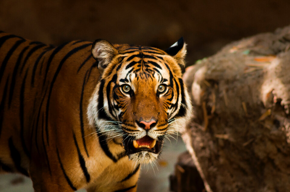 Tiger Wildlife photo