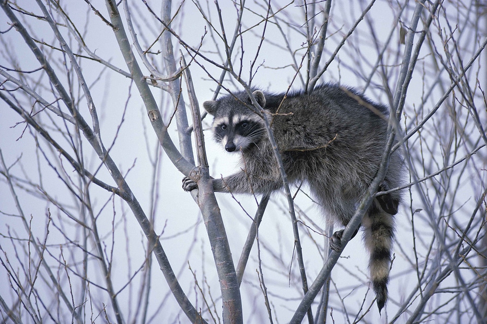Raccoons animals fauna