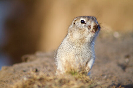 Prairie Dog Rodent photo