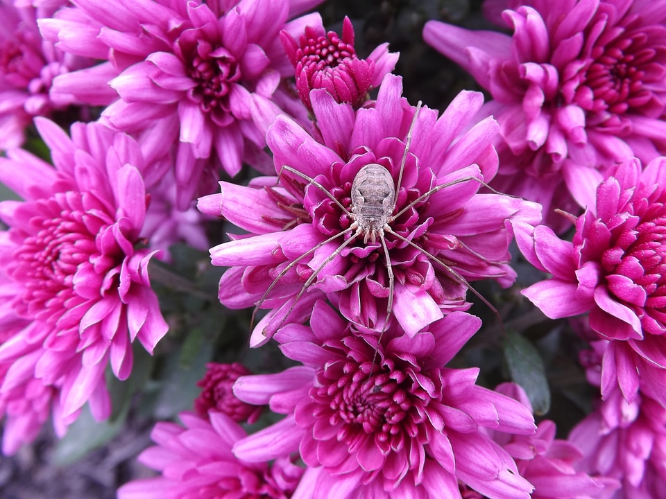 Arachnid bug scary