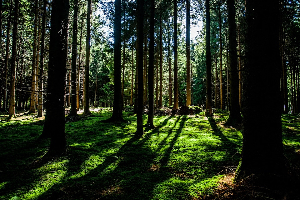Ecology green wood