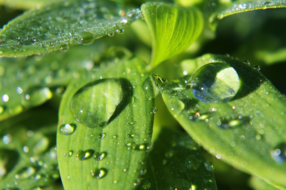 Drops plant leaves water plant