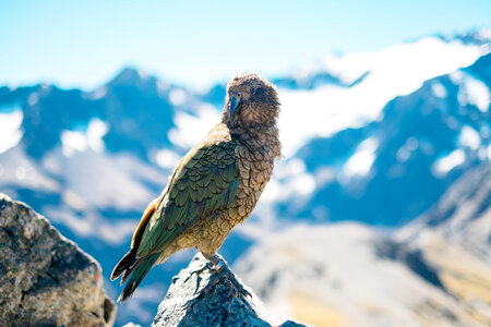 Bird Beak photo