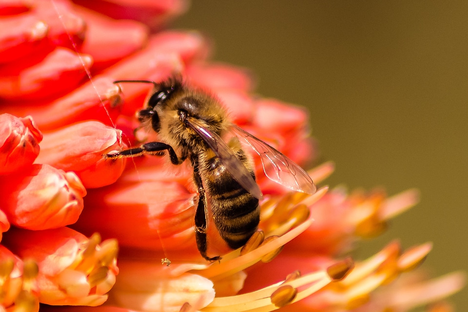 Honey yellow animal