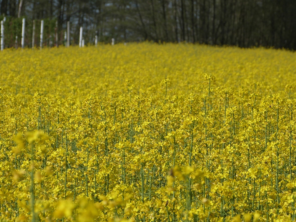 Meadow floral plants