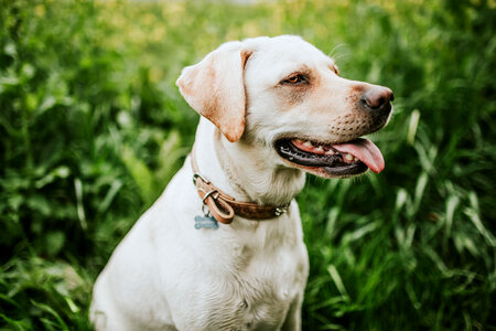 White Dog photo