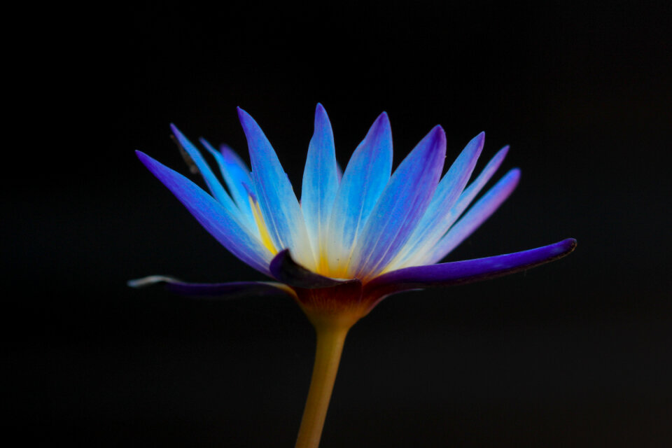 Flower Blue