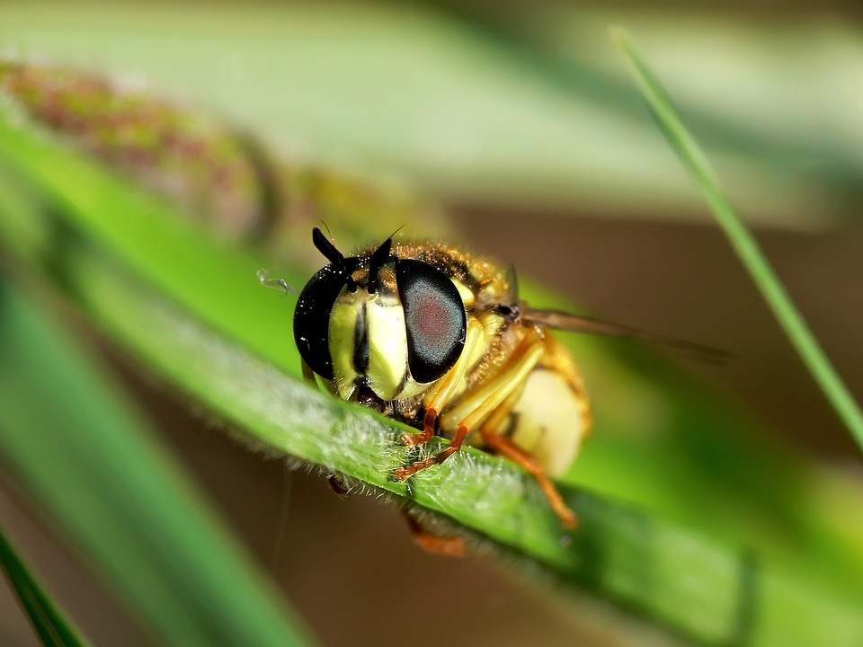 Insect close up macro