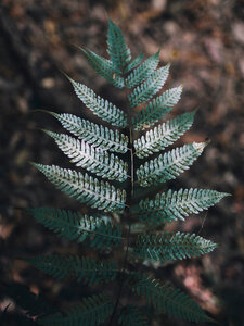 Green Leaf photo