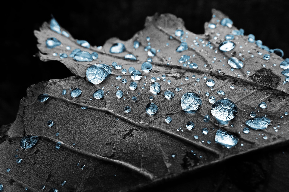 Drop macro dew