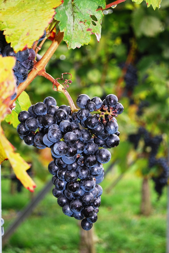 Wine farming wine country