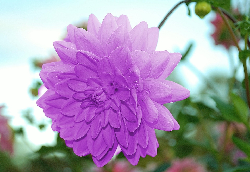 Plant composites pink