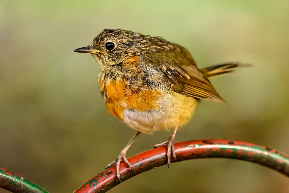 European yellow breast