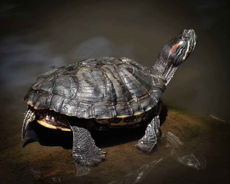 Water reflection fauna