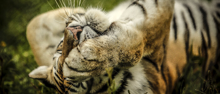 Tiger Cat photo