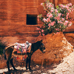 Donkey Horse photo
