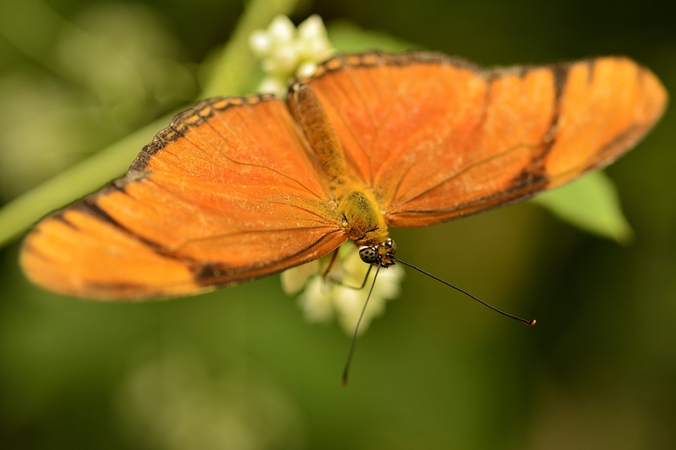Bugs wings bug