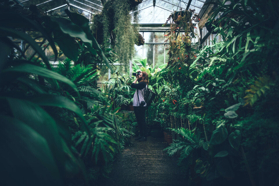 Green Plants photo