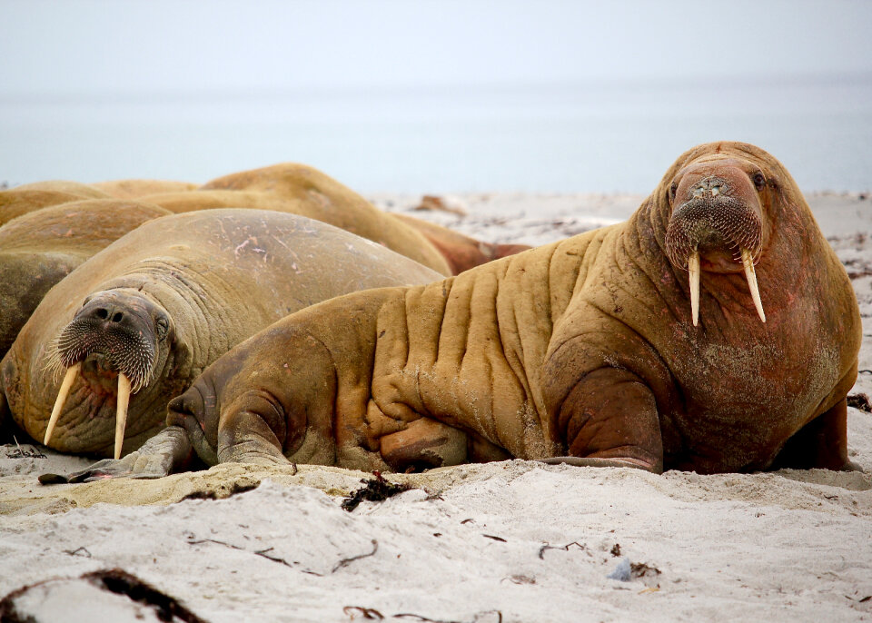 Sea Lion photo