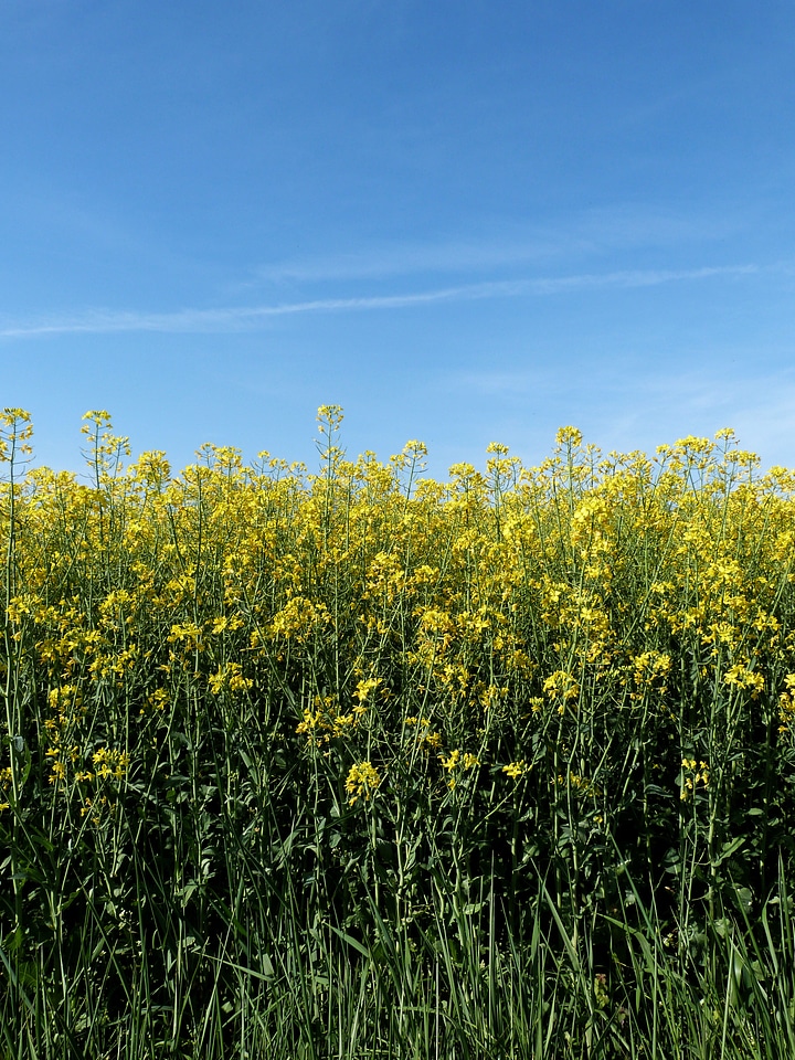 Wildflowers field meadow