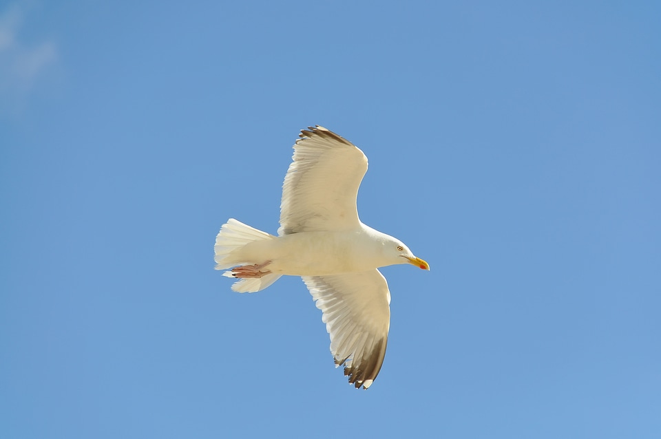 Bird coast sea