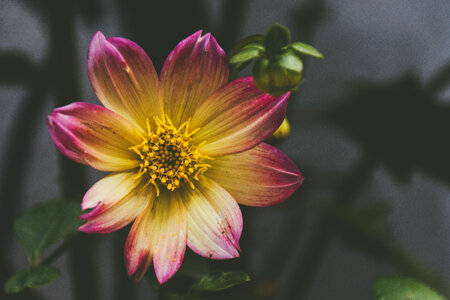 Flower Bloom