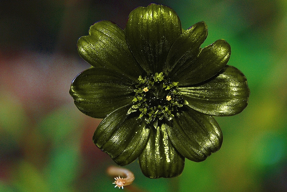 Autumn nature flora