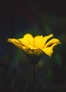 Yellow Petal photo