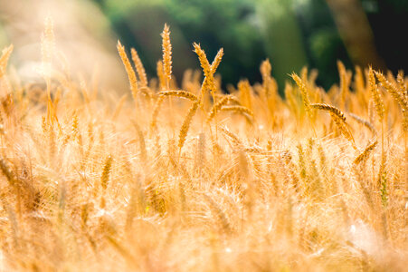 Wheat Grass photo