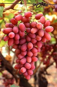 Fruit grapes fruits