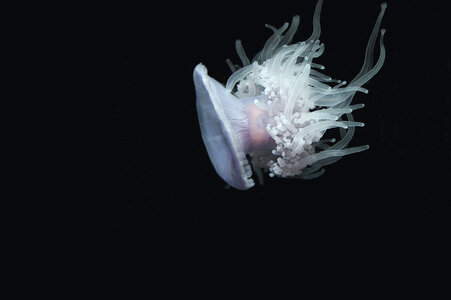 Jellyfish Aquatic photo