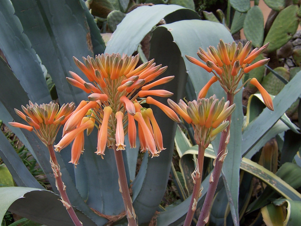 Bloom flower close up