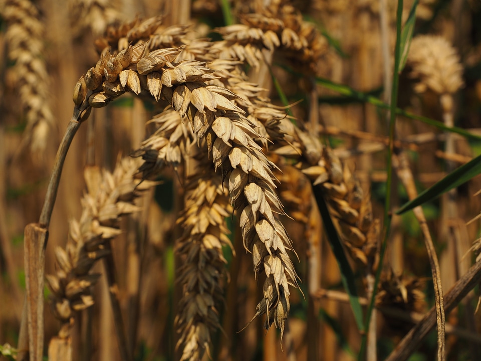 Grain field wheat field