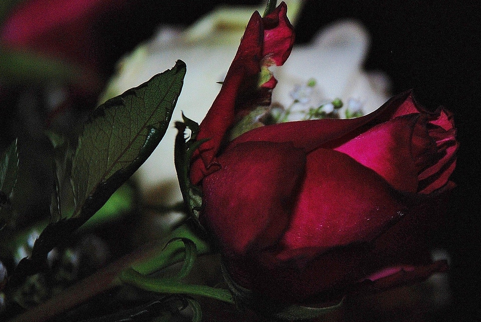 Macro rose green