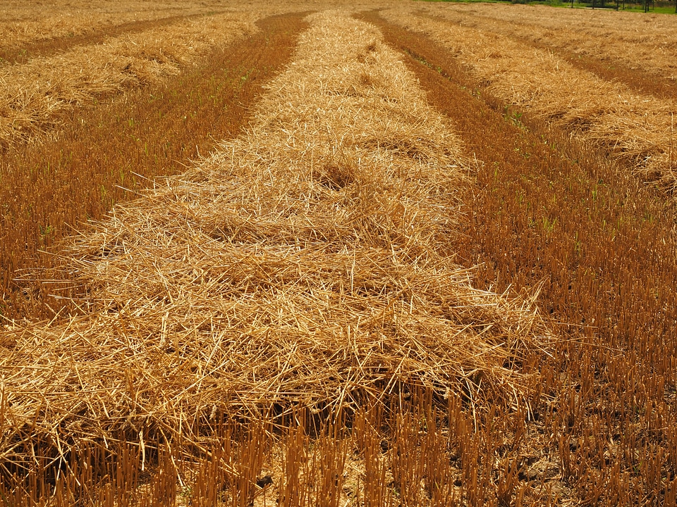 Harvested harvest stubble