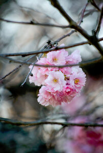 Nature Plants photo