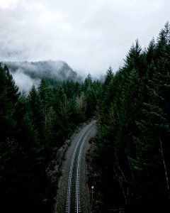 Nature Trees photo