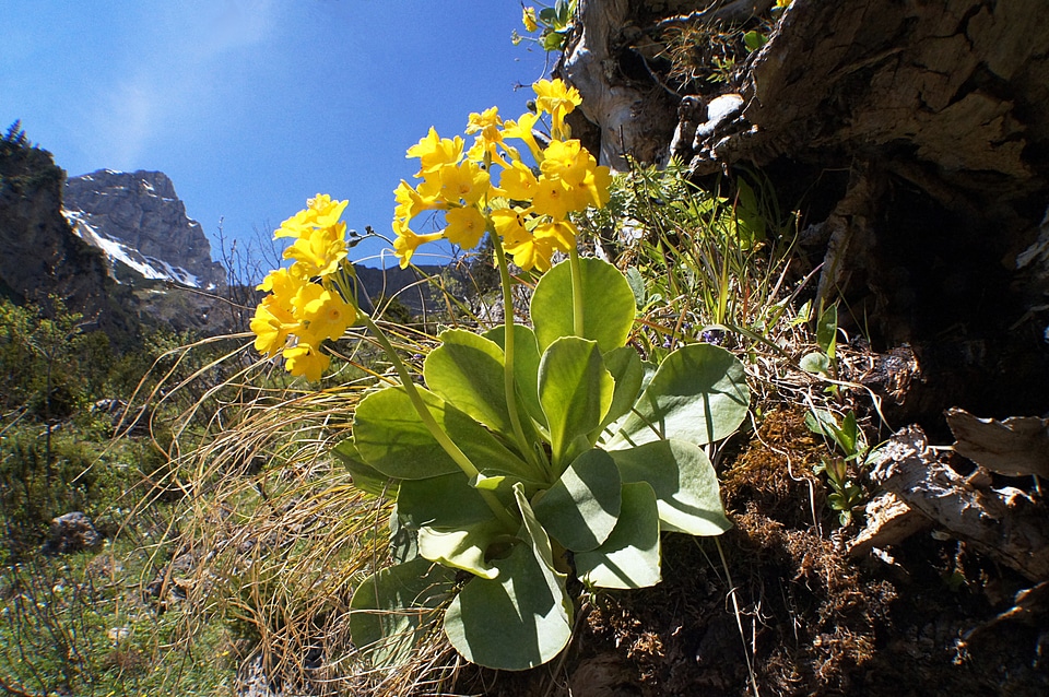 Bloom cowslip mountains