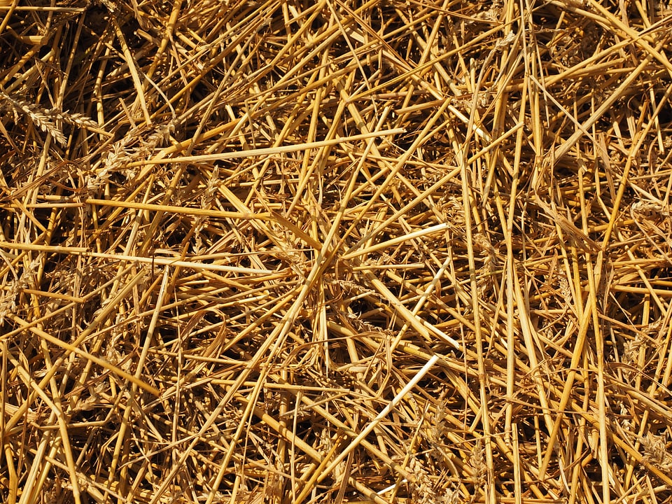 Nature agriculture harvest